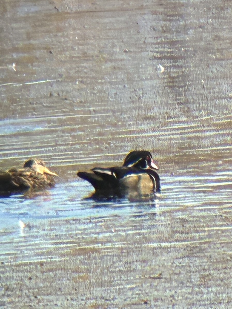 Canard branchu - ML646747439