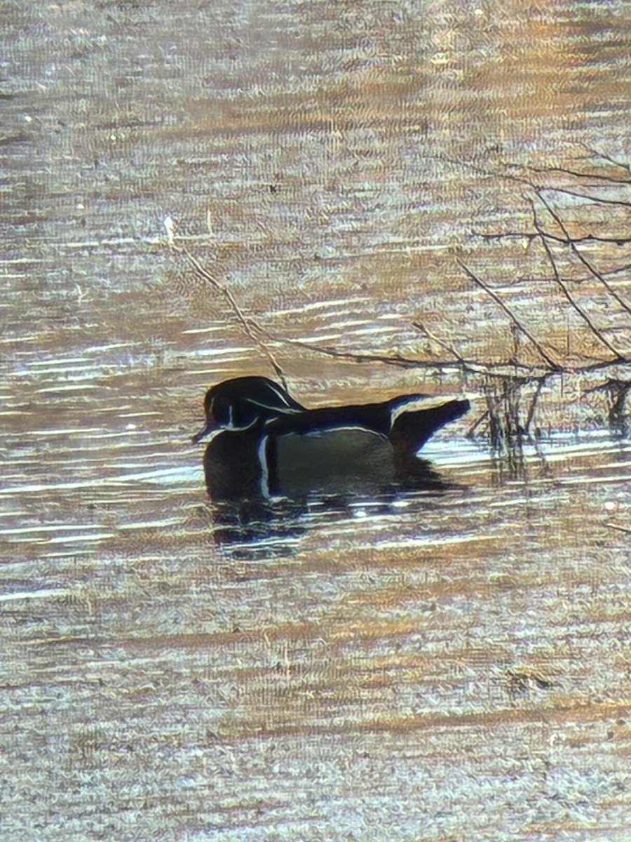 Canard branchu - ML646747440