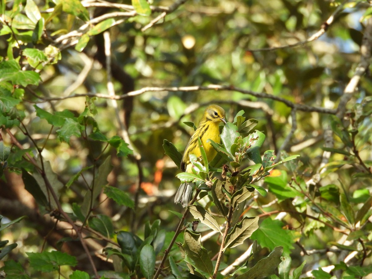 Prairie Warbler - ML646747441