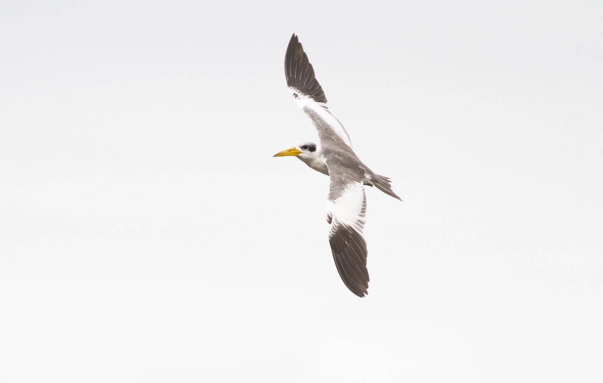 Large-billed Tern - ML646747442