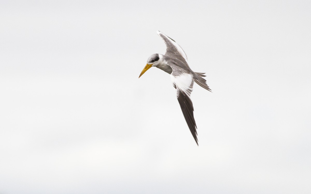 Large-billed Tern - ML646747443