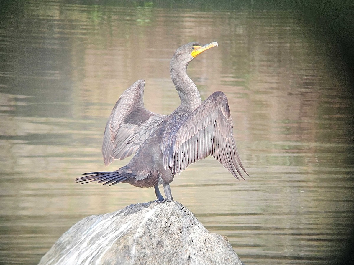 ミミヒメウ - ML646747446