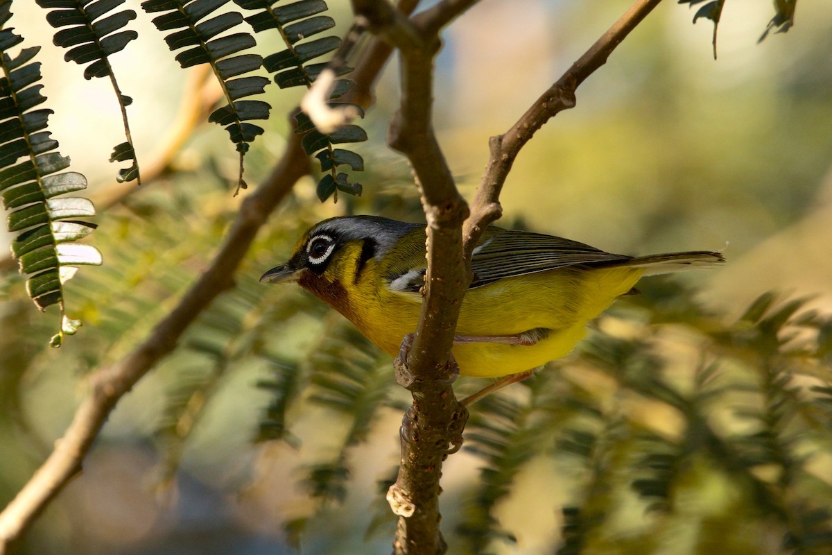 Black-eared Shrike-Babbler - ML646747447