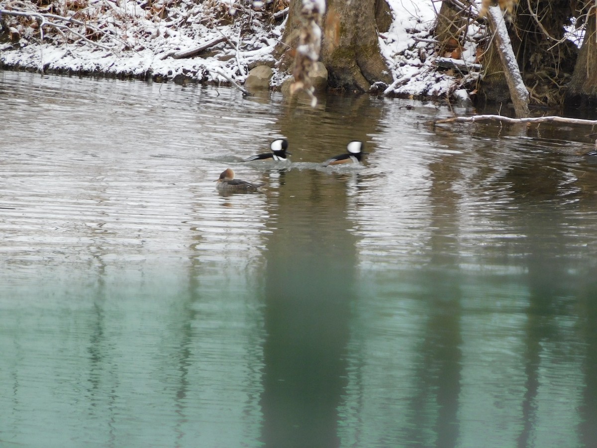 オウギアイサ - ML646747451