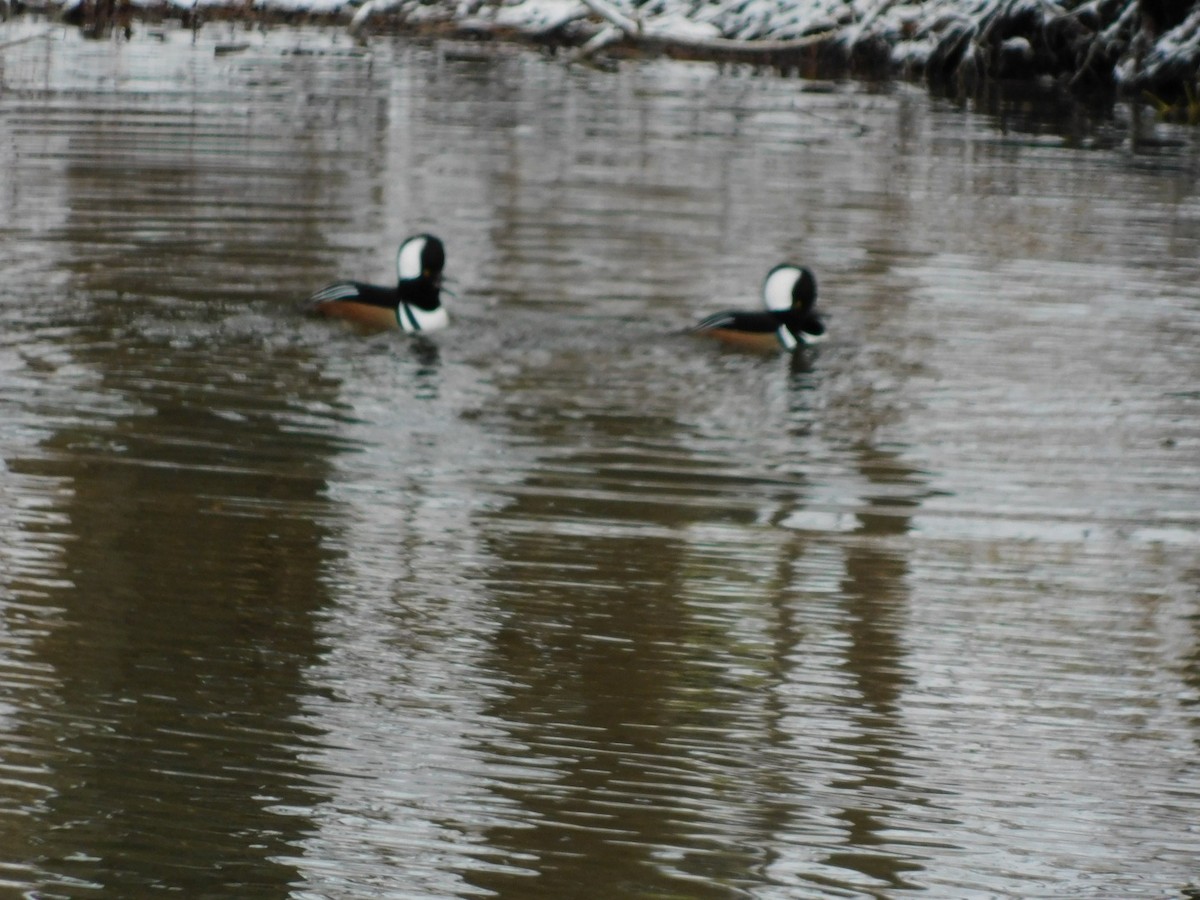 オウギアイサ - ML646747452