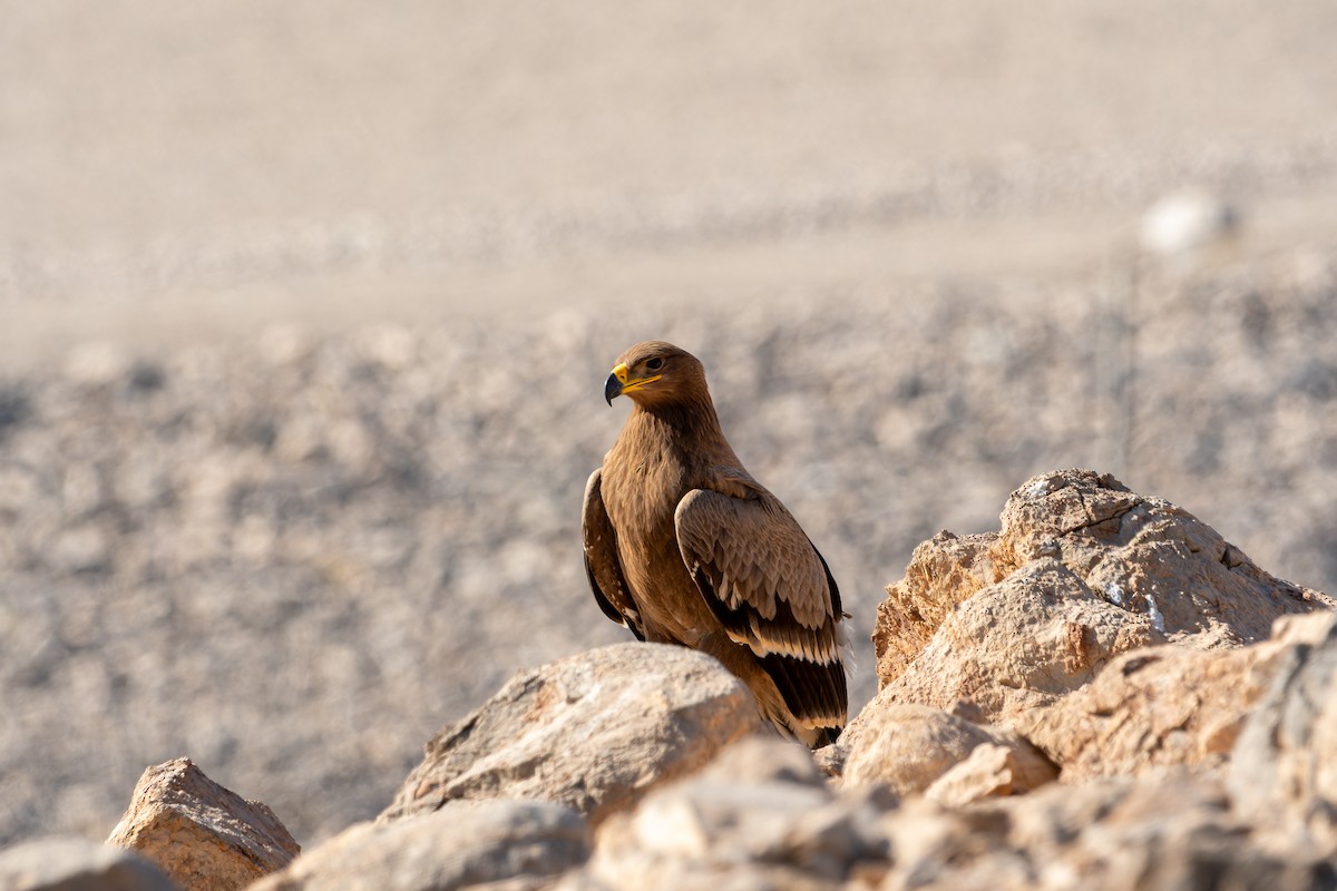 Aquila delle steppe - ML646747460