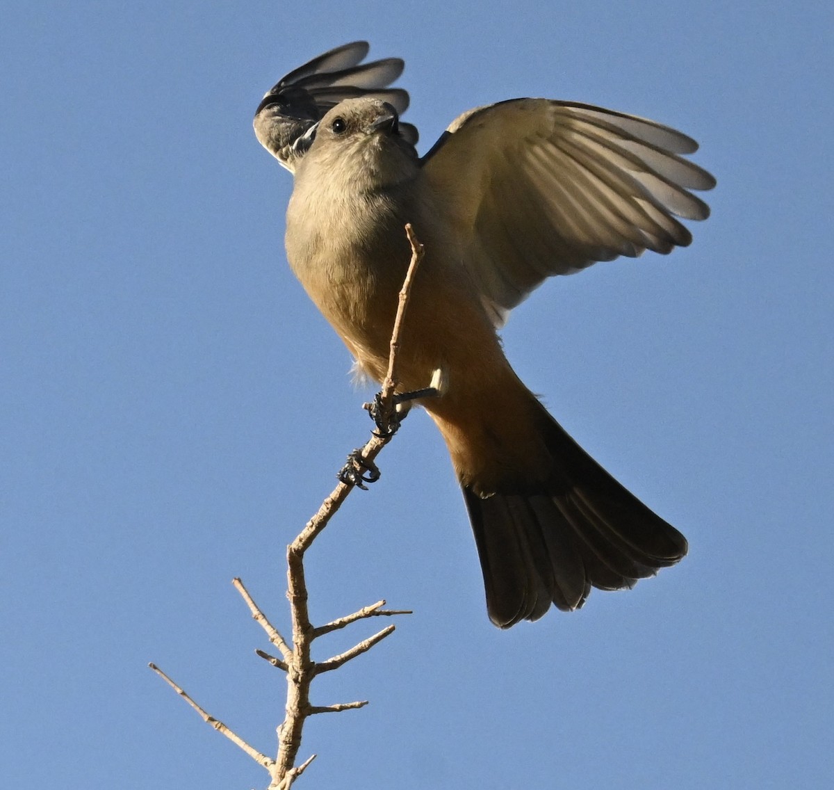 Say's Phoebe - ML646747461