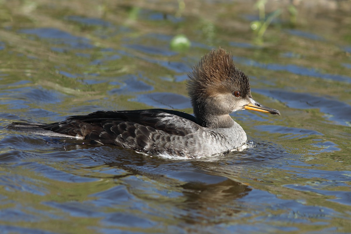 Hooded Merganser - ML646747463