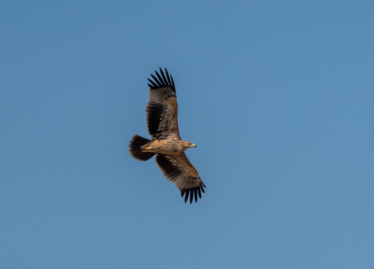 Aquila imperiale - ML646747468