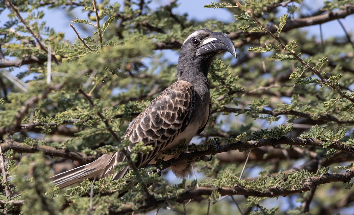 African Gray Hornbill - ML646747469