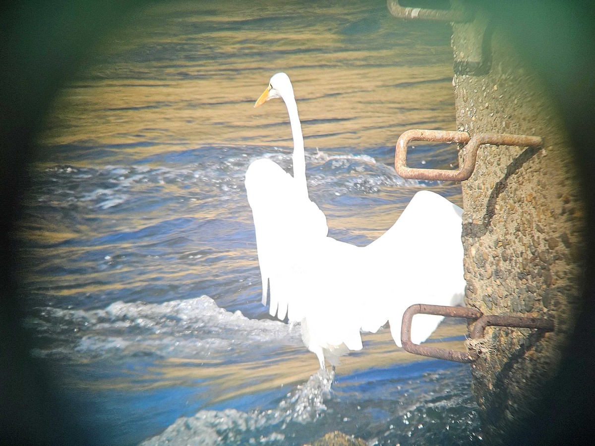 ダイサギ - ML646747470