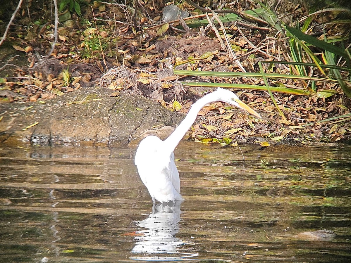 ダイサギ - ML646747471