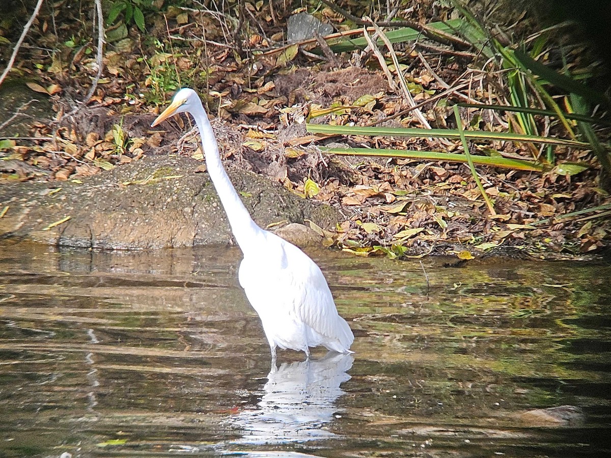 ダイサギ - ML646747472