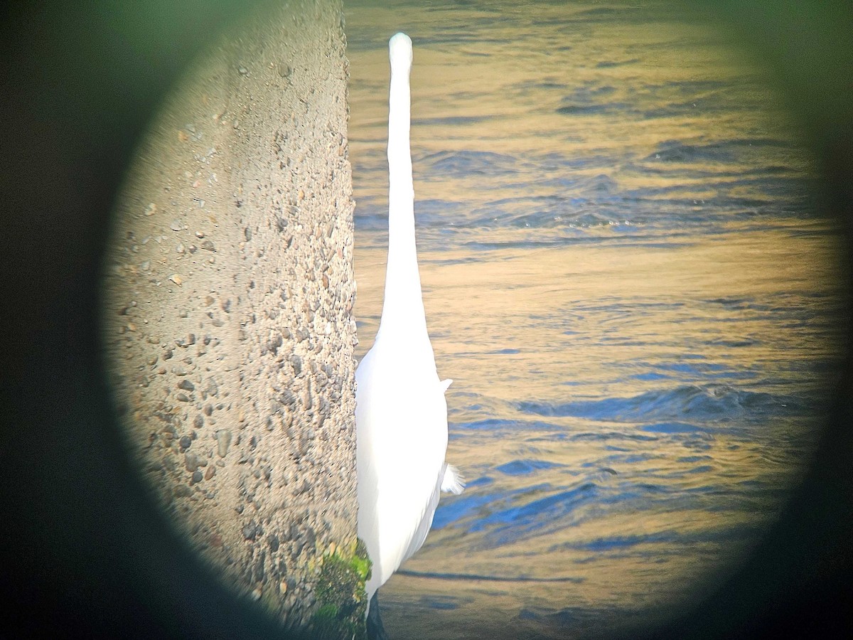 ダイサギ - ML646747473