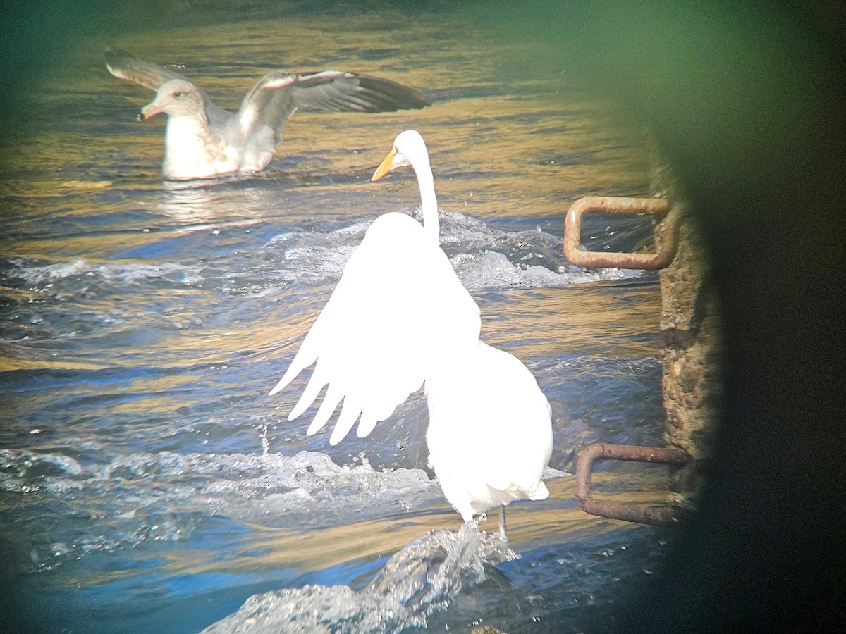 ダイサギ - ML646747474