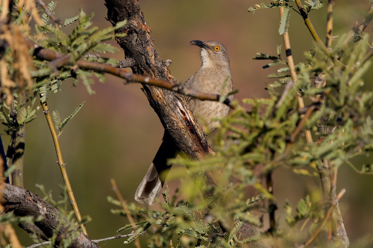 Curve-billed Thrasher - ML646747484
