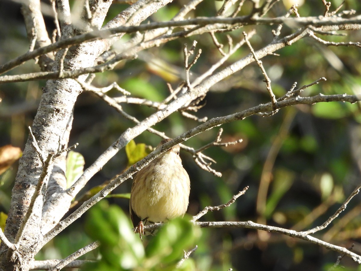 Palm Warbler - ML646747488