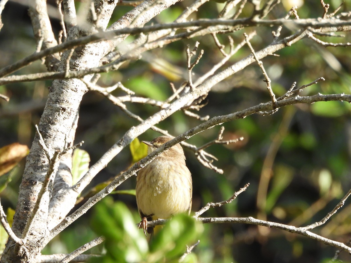 Palm Warbler - ML646747489