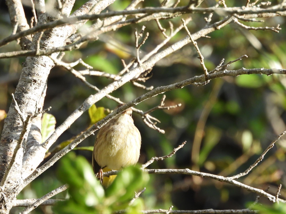Palm Warbler - ML646747490