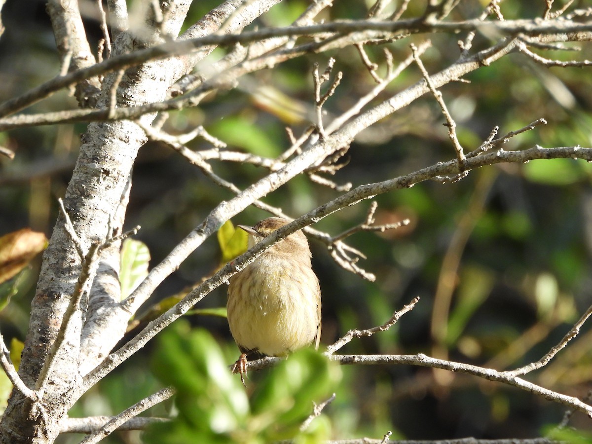 Palm Warbler - ML646747491