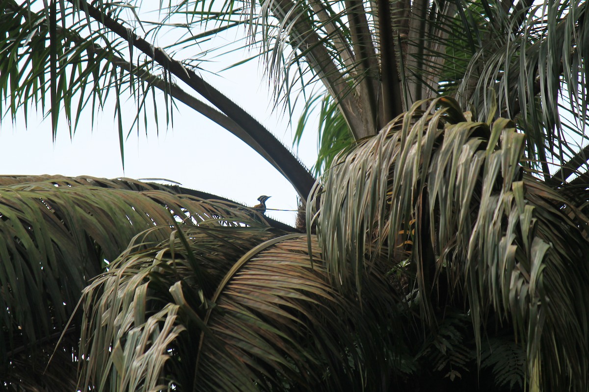 Common Flameback - ML646747492