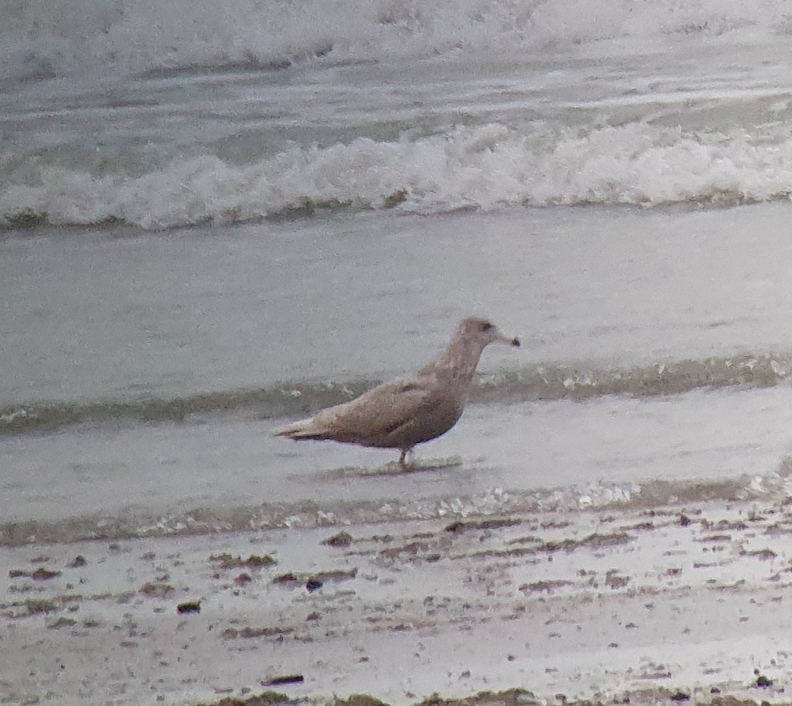 Ipar-kaioa - ML646747493