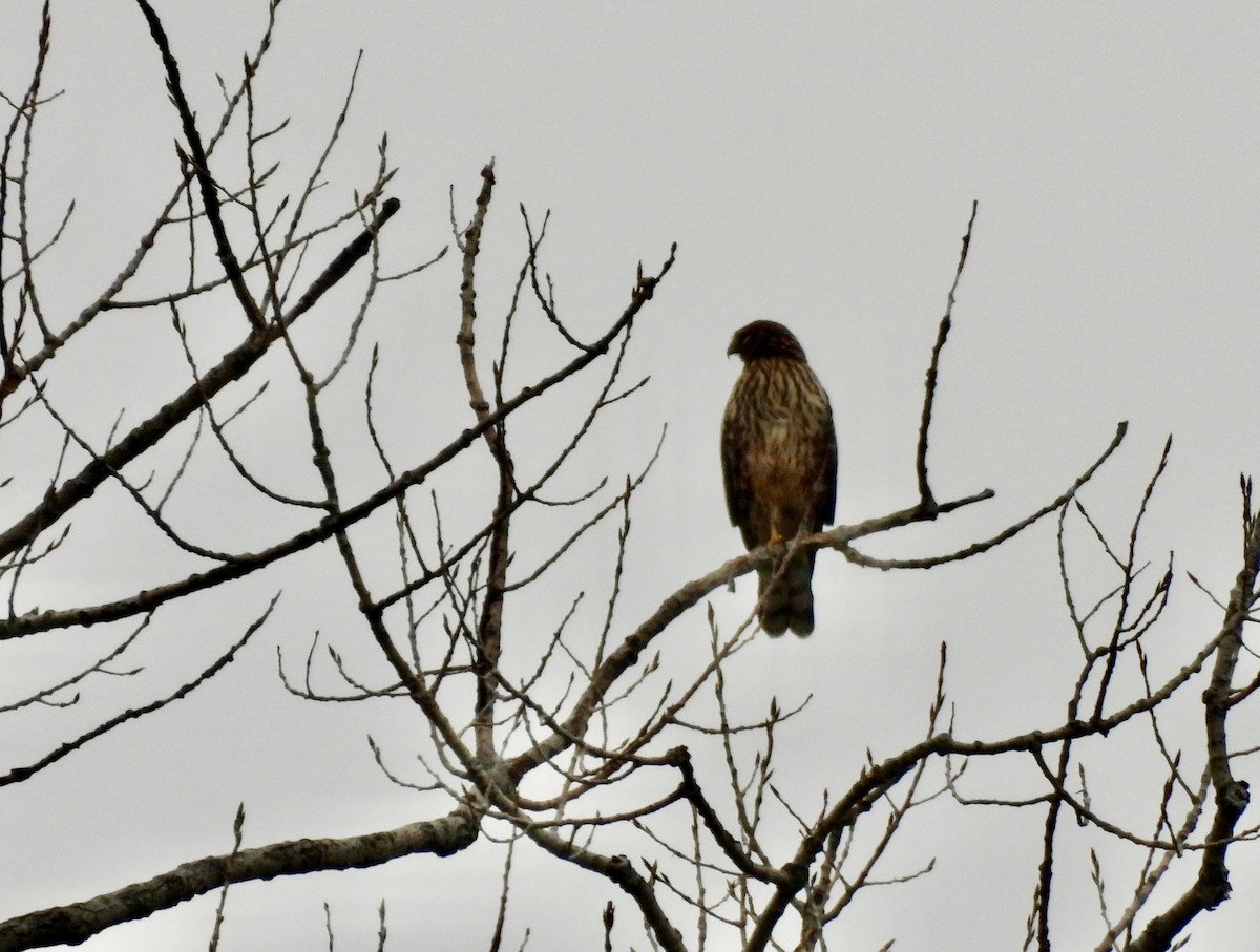 Northern Harrier - ML646747497