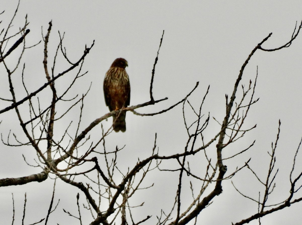 Northern Harrier - ML646747498
