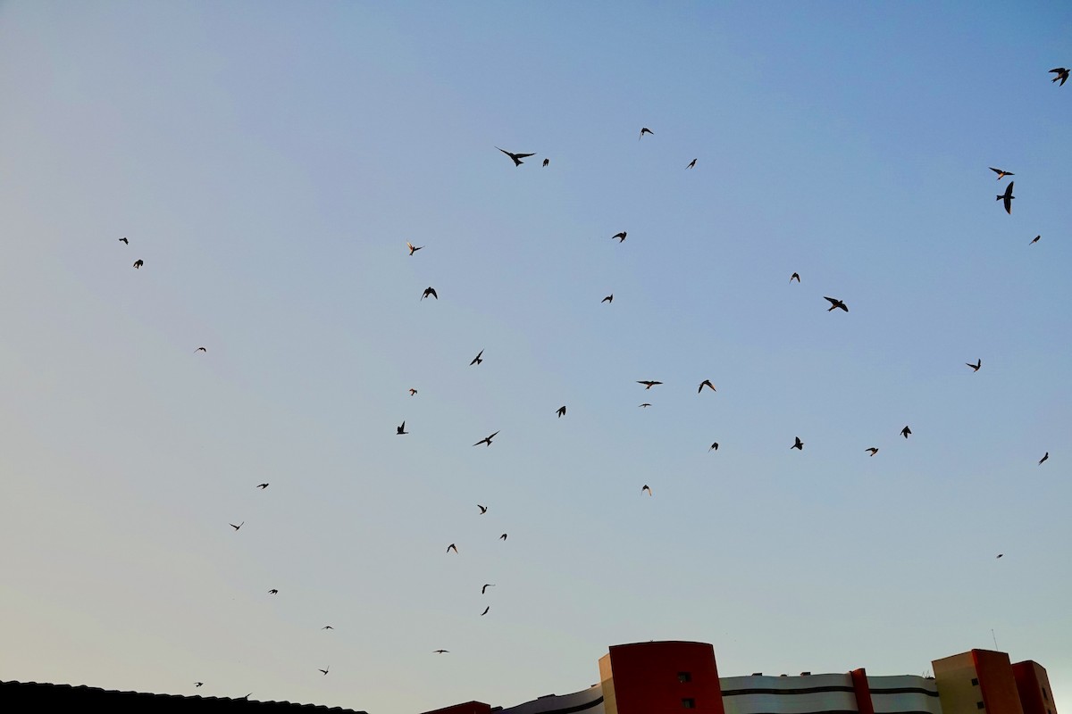 Ластівка сільська - ML646747510