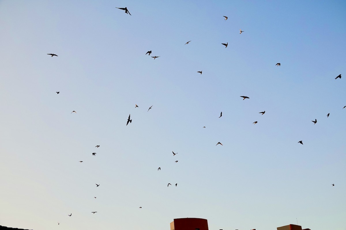 Ластівка сільська - ML646747528