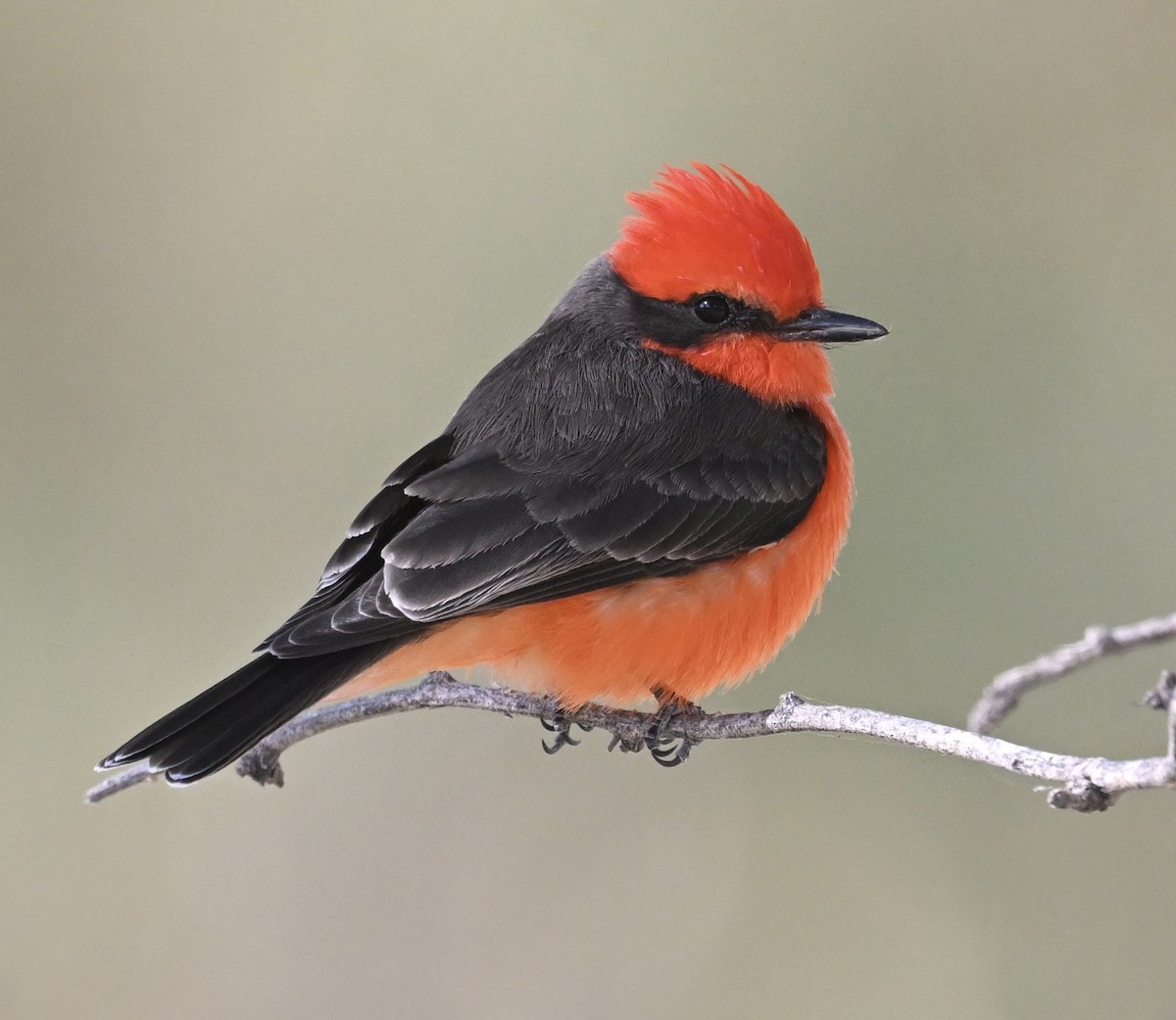 Красный мухолов - ML646747529