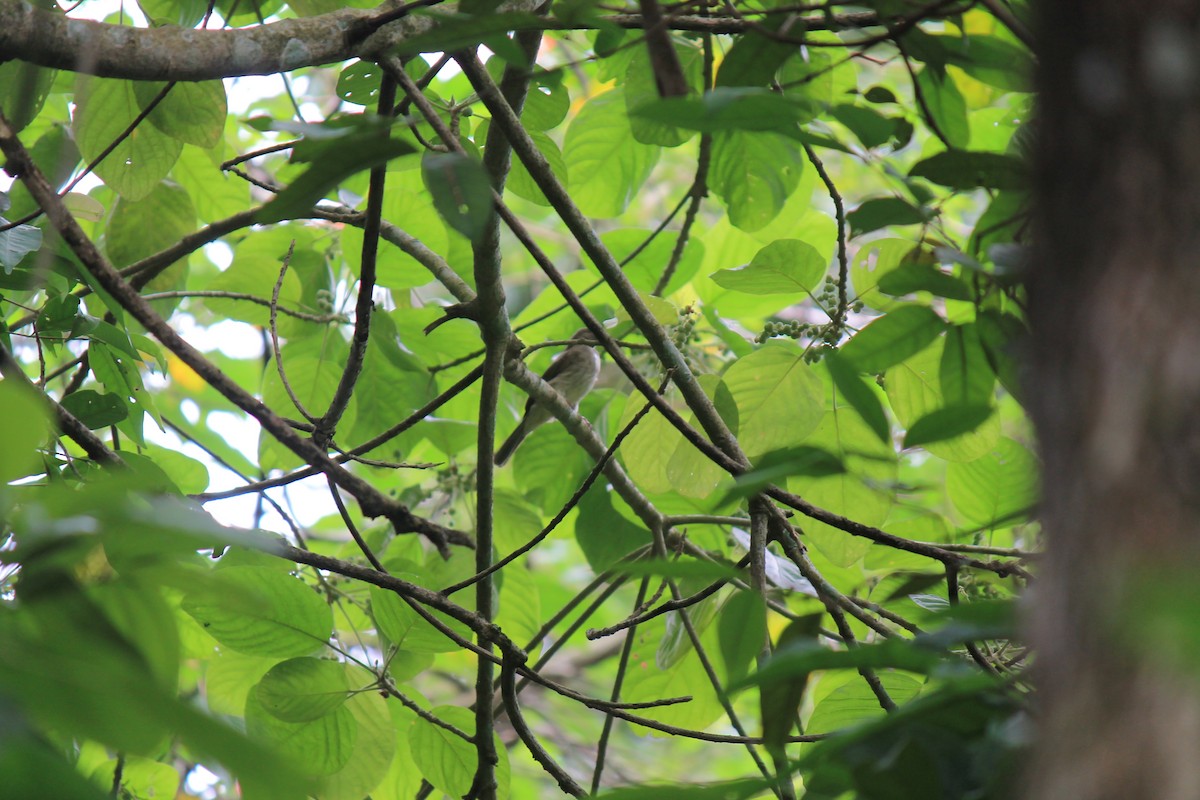 Cream-vented Bulbul - ML646747535