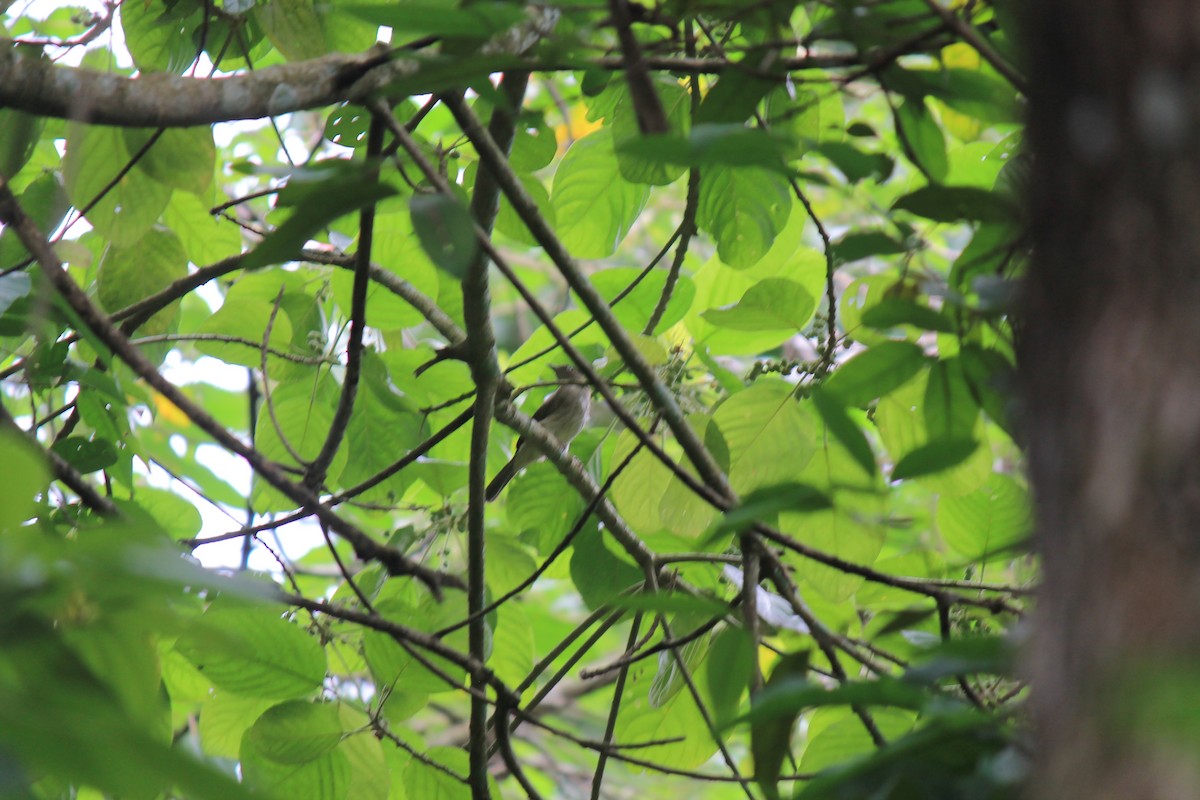 Cream-vented Bulbul - ML646747547