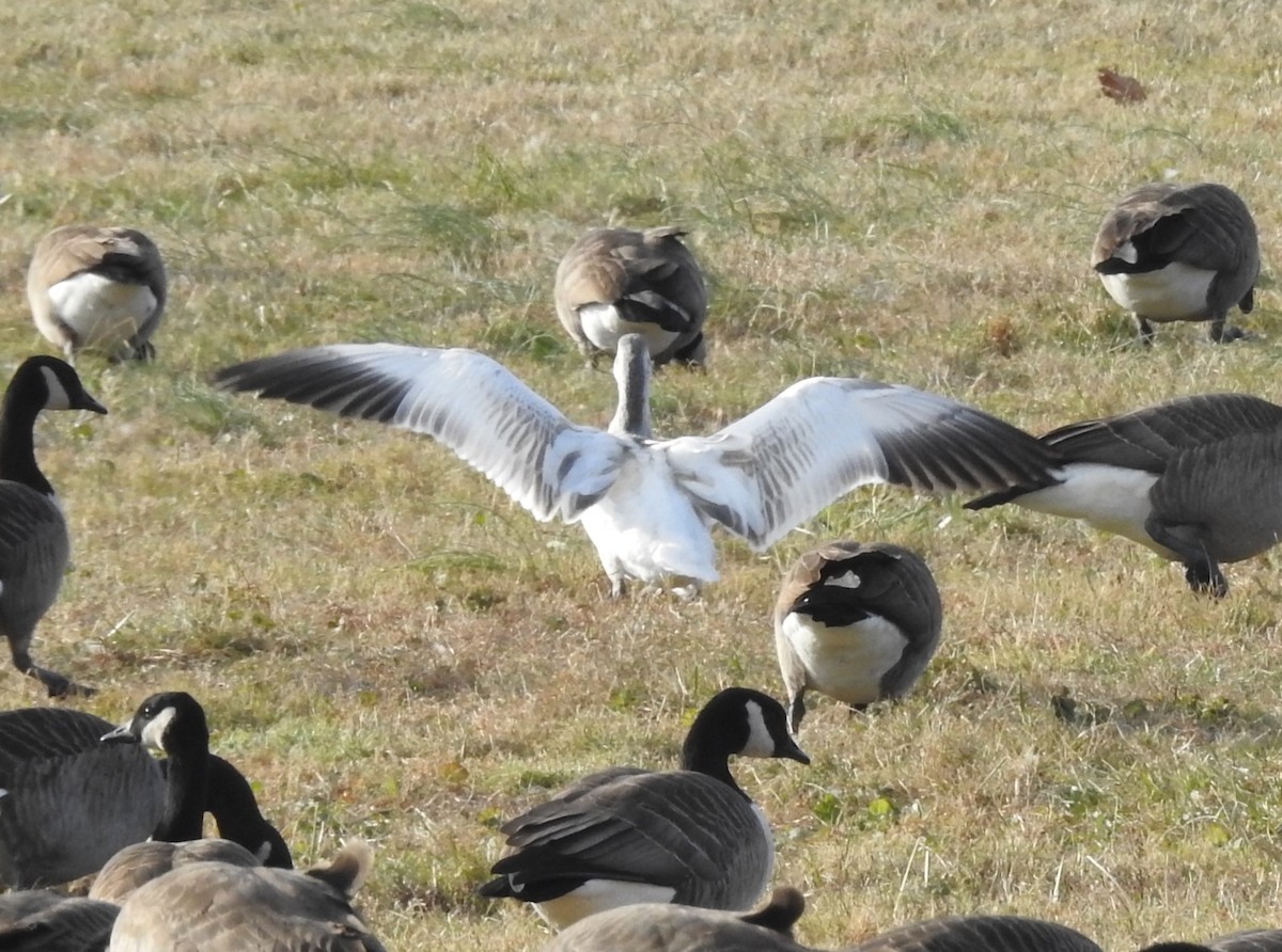 אווז שלג - ML646747548