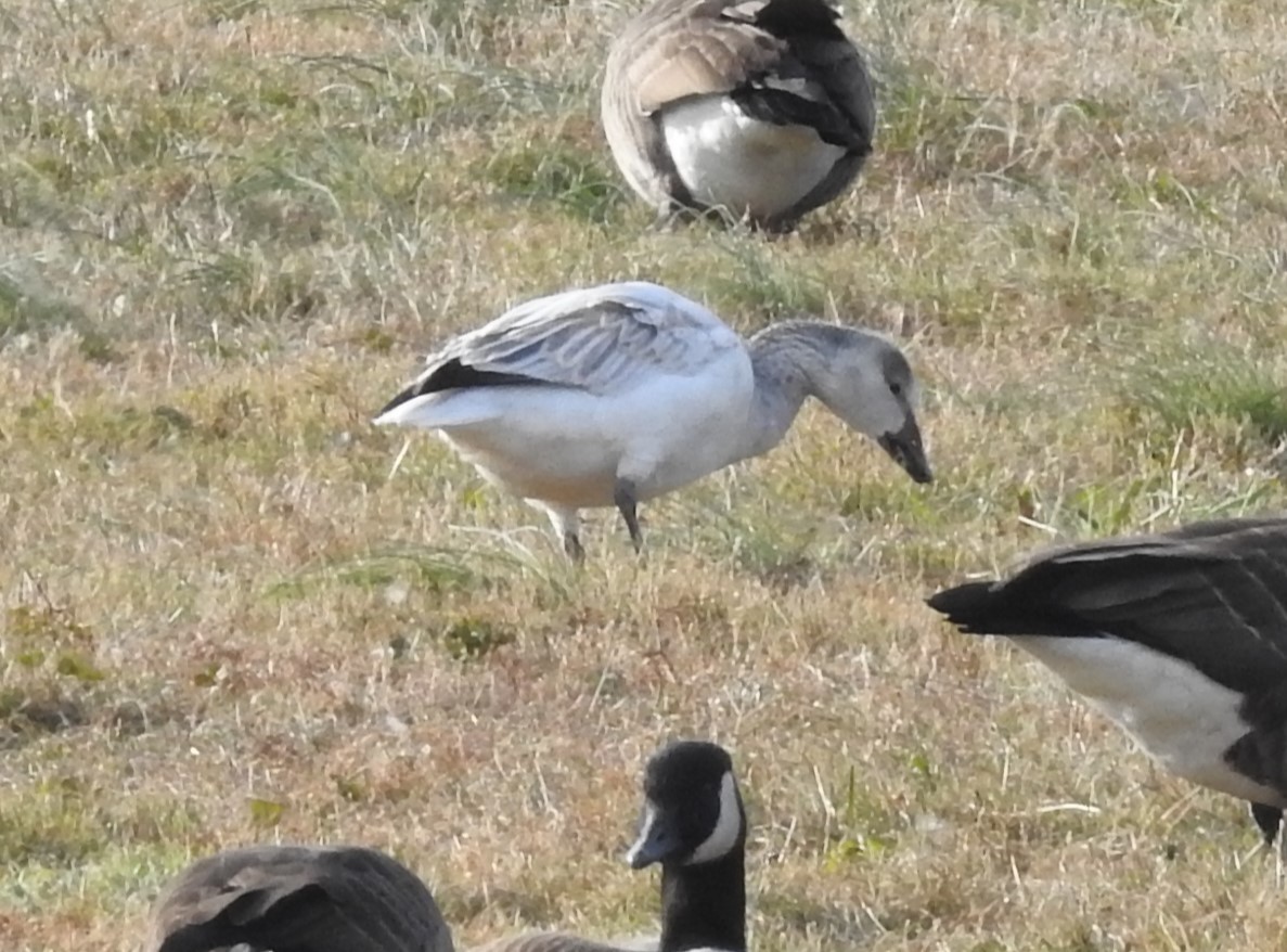 אווז שלג - ML646747549