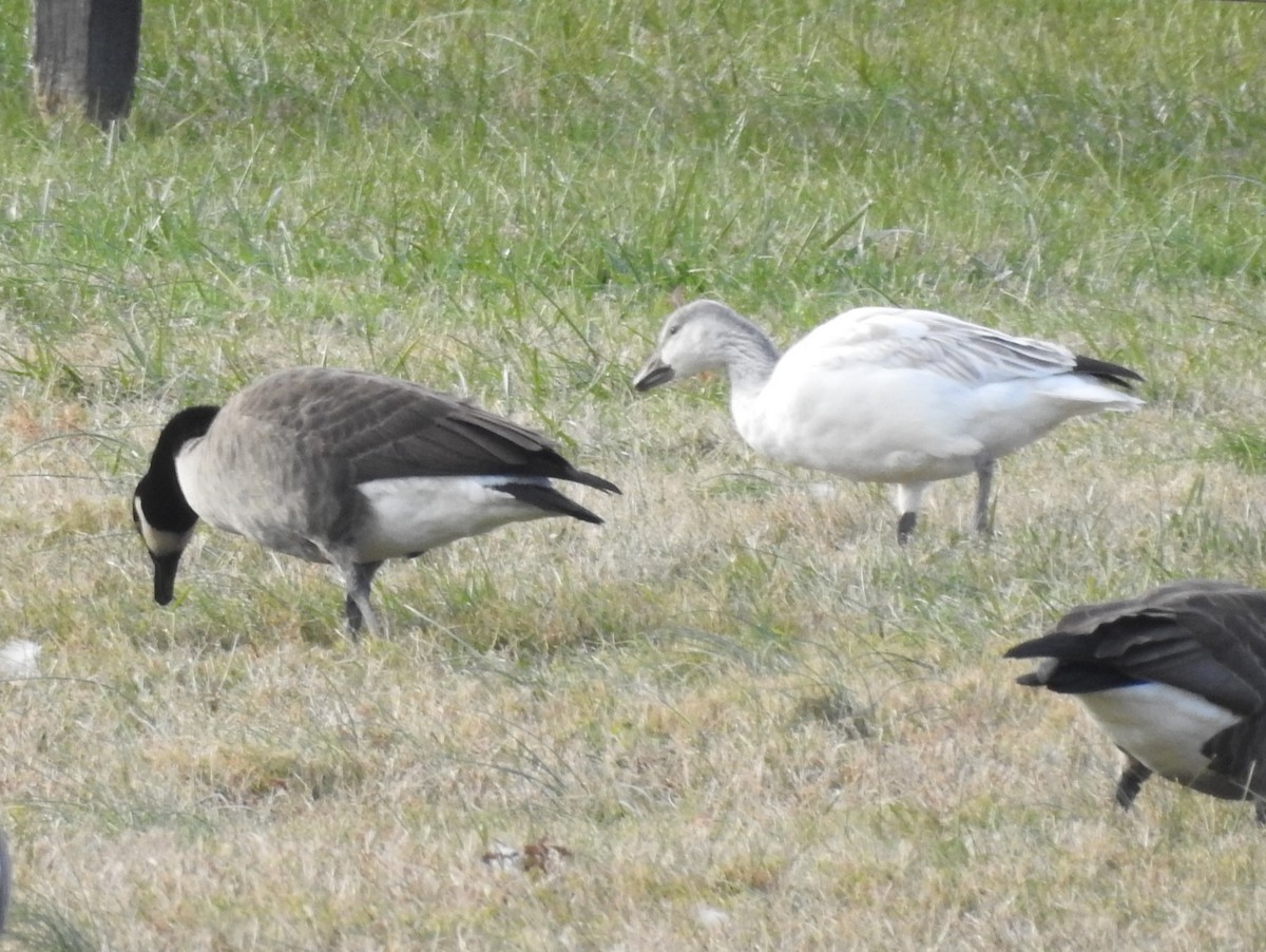 אווז שלג - ML646747550
