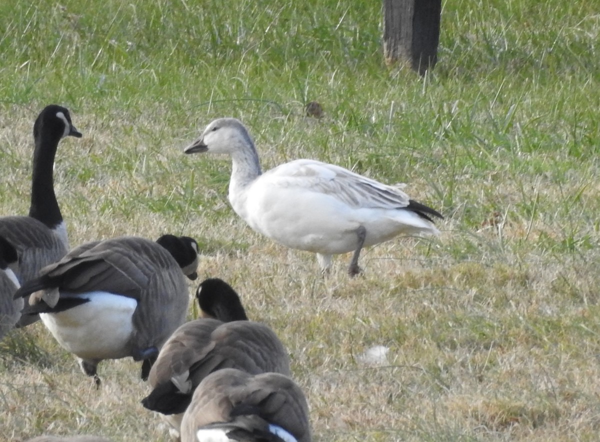 אווז שלג - ML646747553