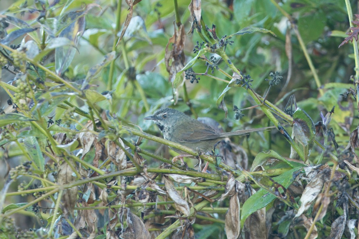 Black-throated Prinia - ML646747554