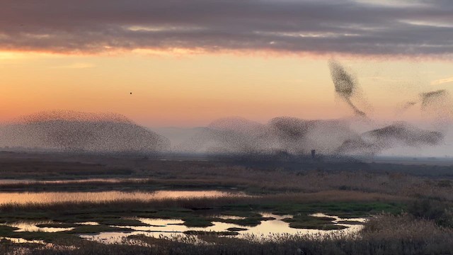 European Starling - ML646747558