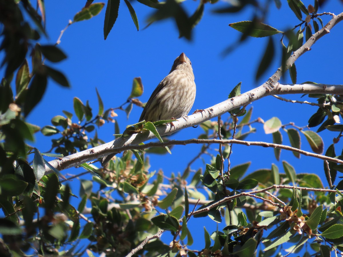 House Finch - ML646747560