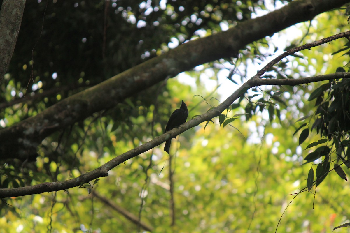 Crow-billed Drongo - ML646747567