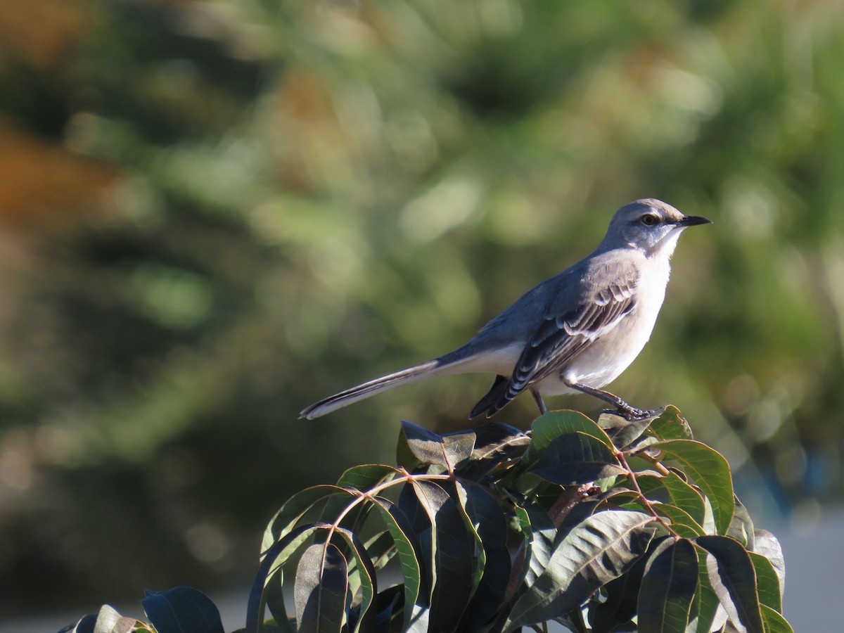 Northern Mockingbird - ML646747569