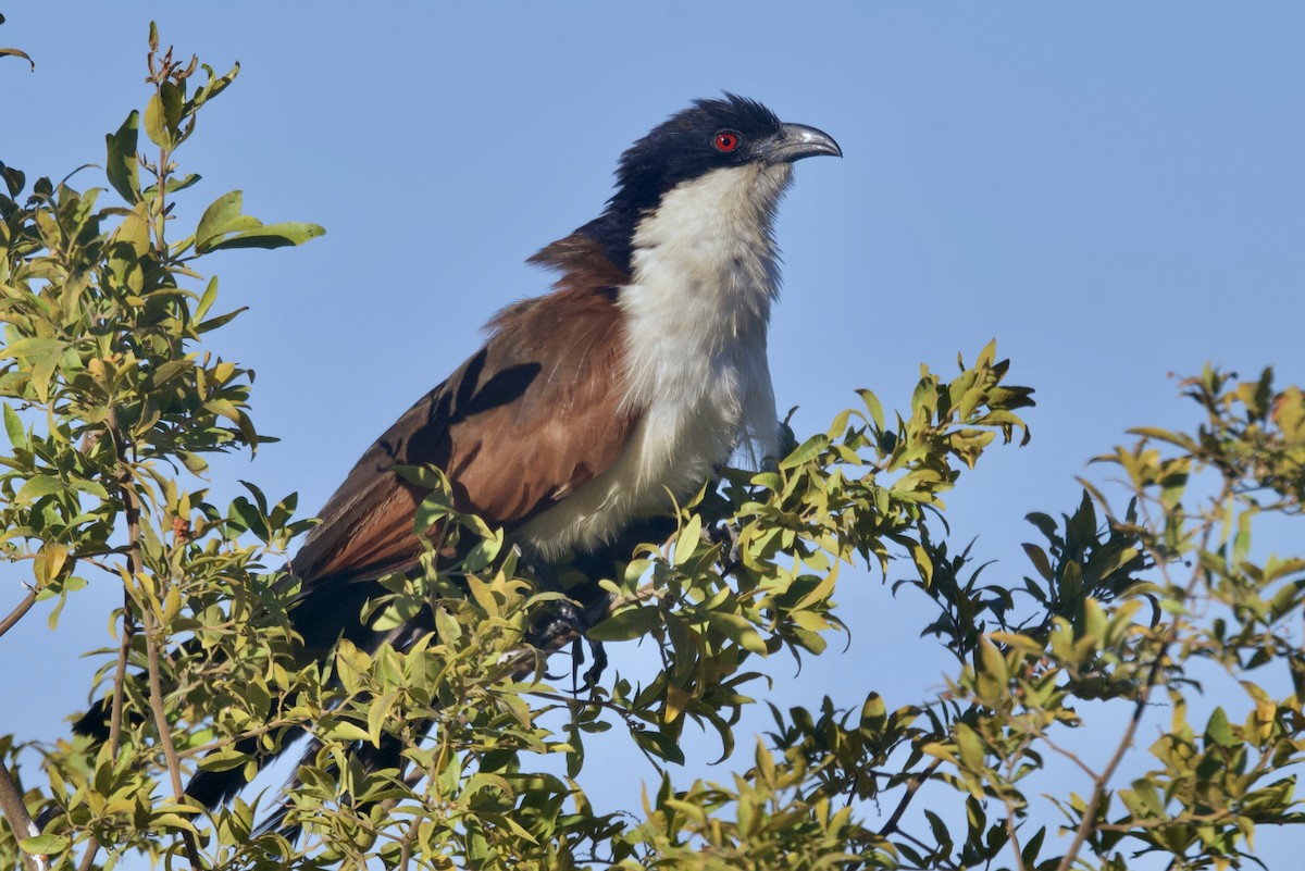 Коукал ангольський - ML646747574