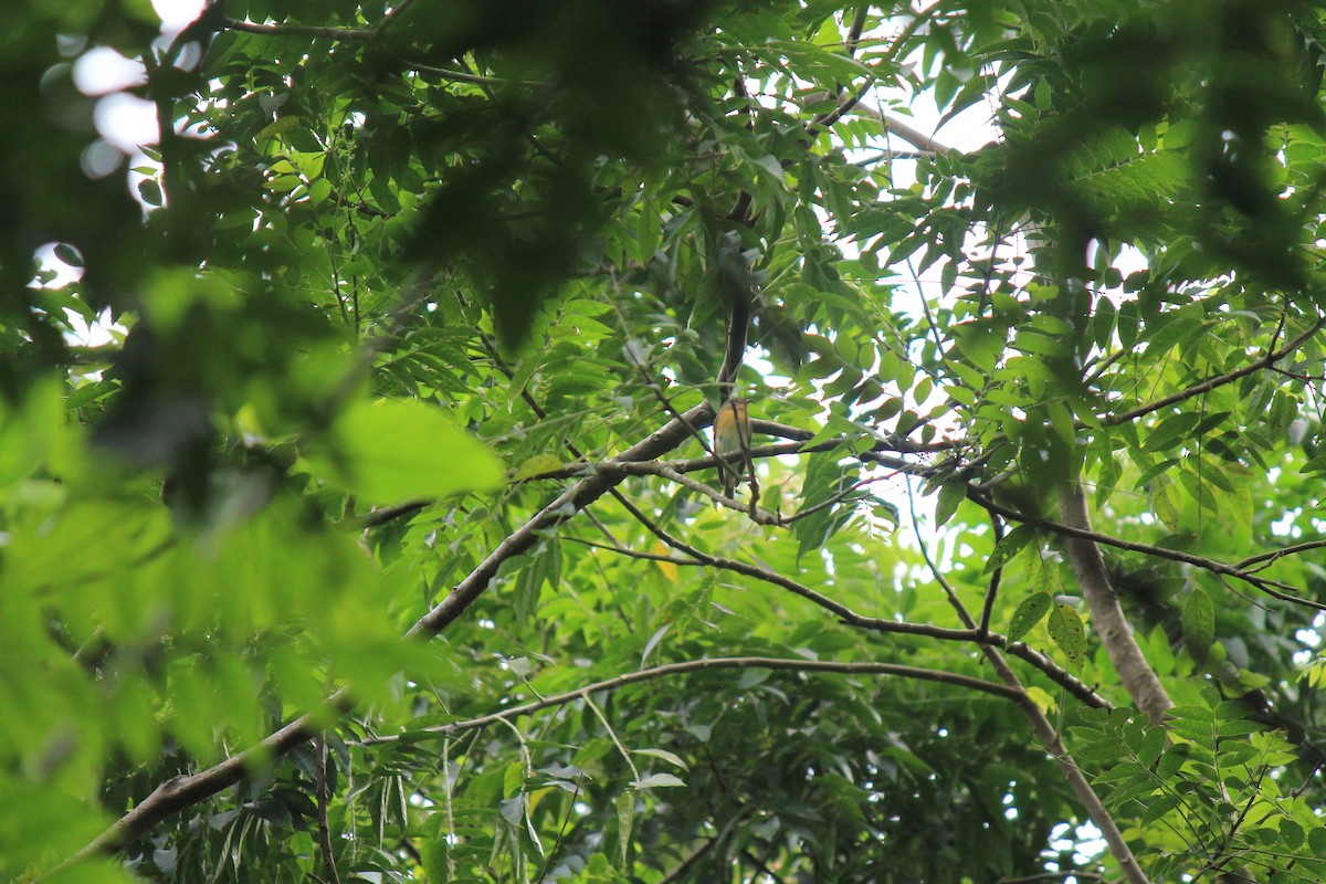 Mugimaki Flycatcher - ML646747576