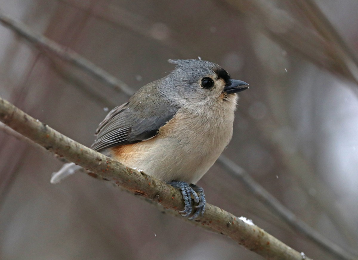 Tufted Titmouse - ML646747577