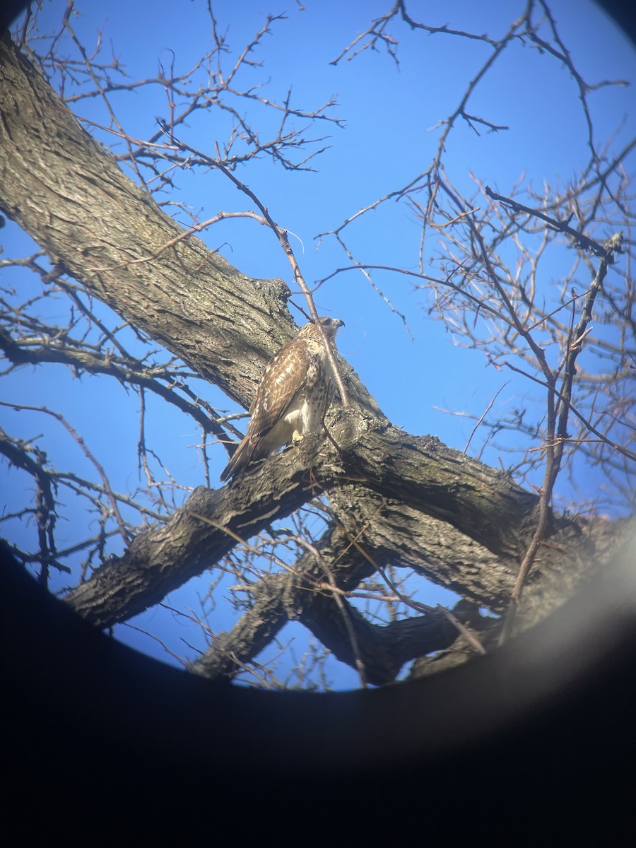 Zapelatz buztangorria - ML646747578