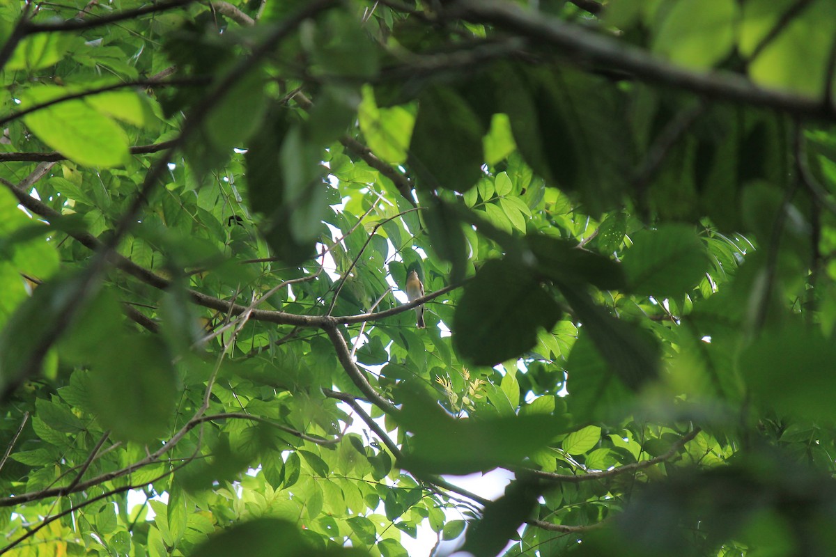 Mugimaki Flycatcher - ML646747579