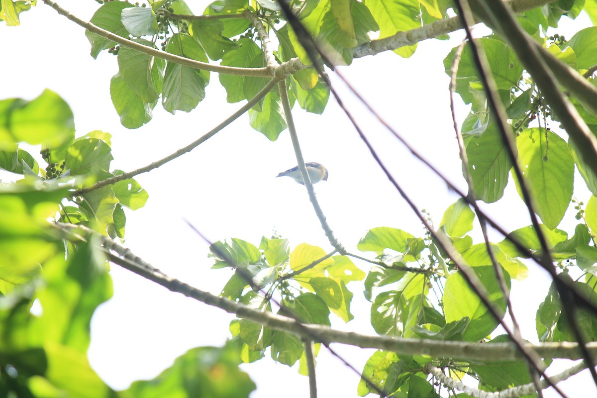 Mugimaki Flycatcher - ML646747580