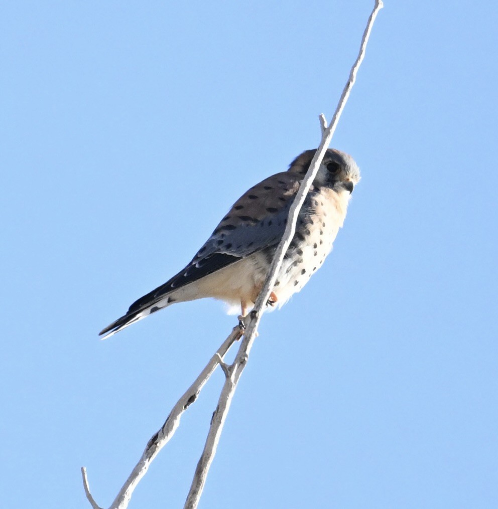 American Kestrel - ML646747583