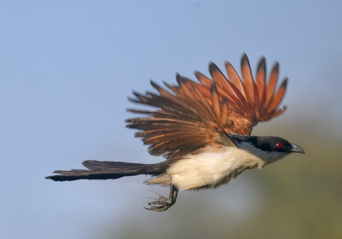 Коукал ангольський - ML646747584